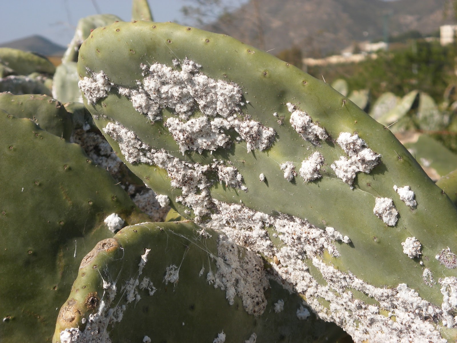 Figa de moro amb mosca blanca