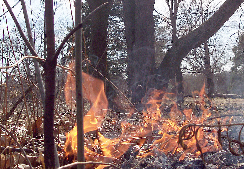 Foc al bosc