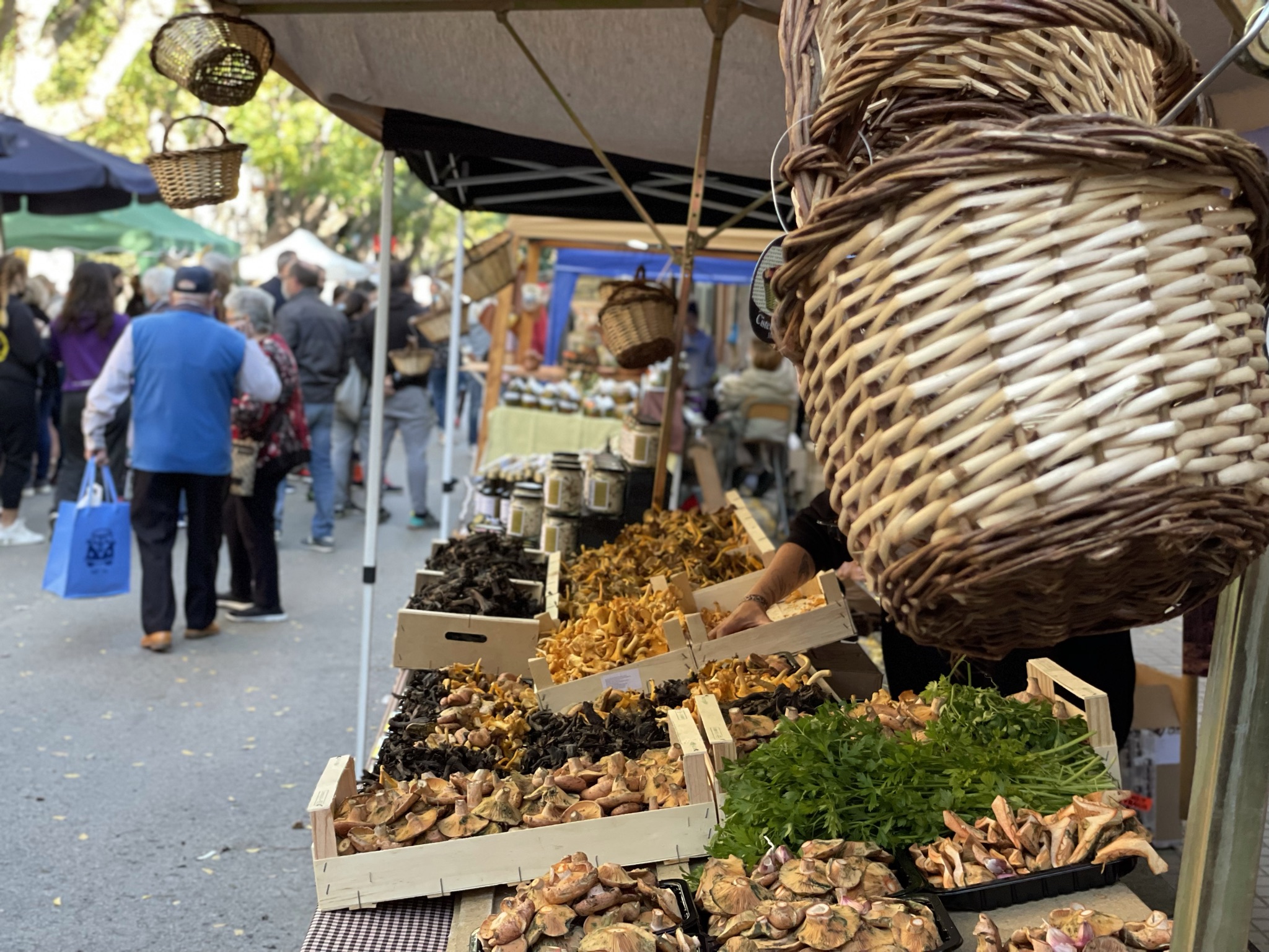 Més de 30 anys de bolets a Vilassar 