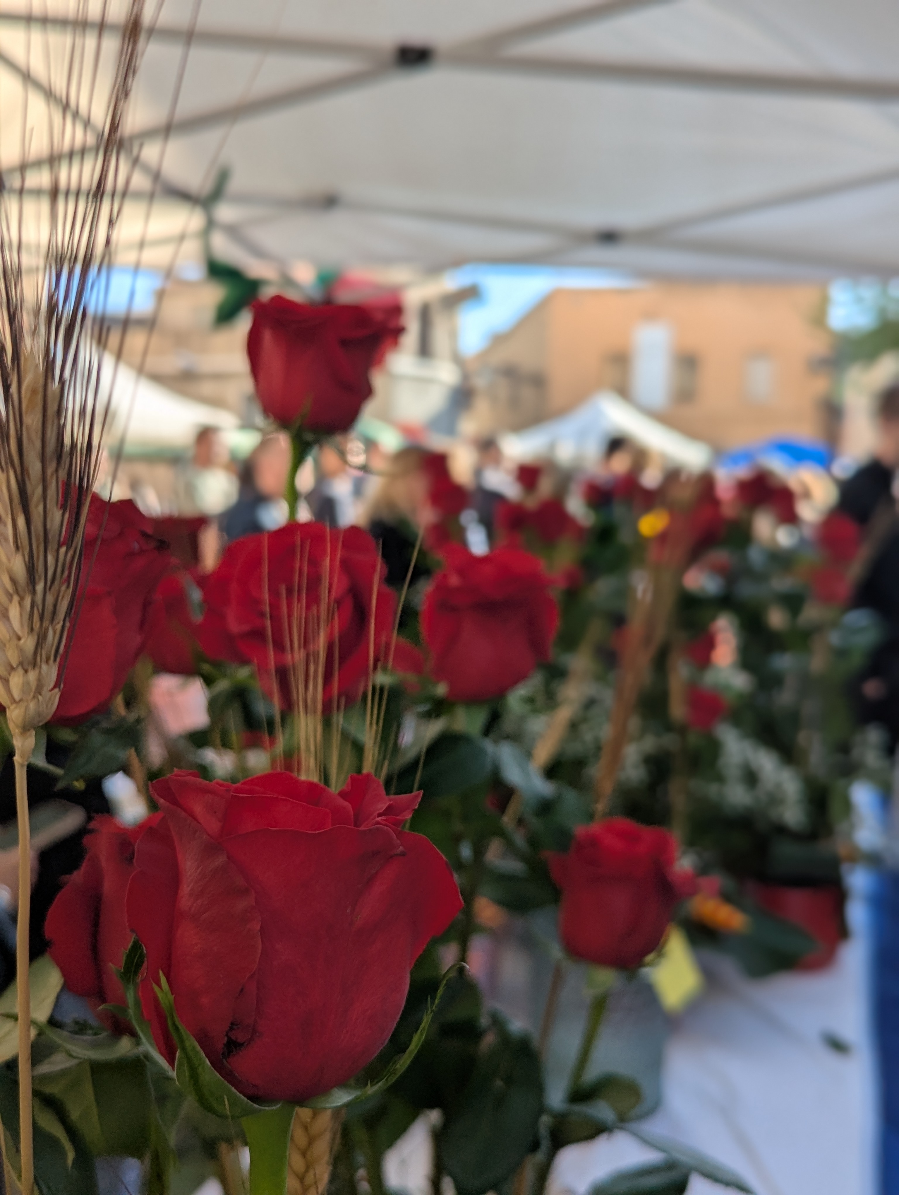 Llibres i roses protagonitzen la Diada de Sant Jordi a Vilassar