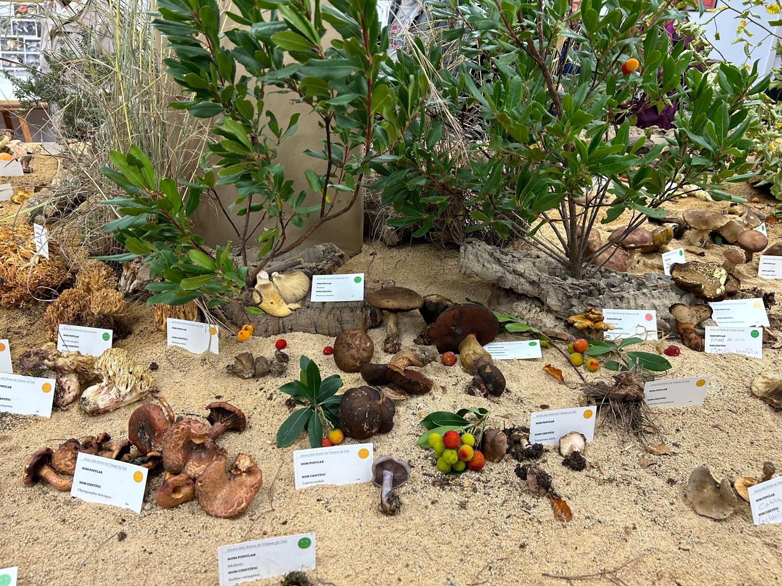 La Fira del Bolet i l'Open House atreuen milers de persones a Vilassar 